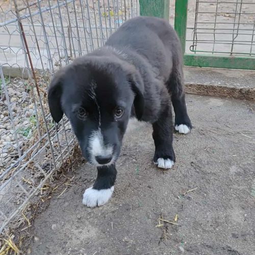 #BE2514028 - Naska, chien croisé à adopter – AnimalWeb Belgique