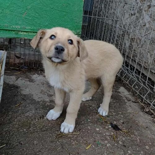 #BE2514029 - Nyla, chien croisé à adopter – AnimalWeb Belgique