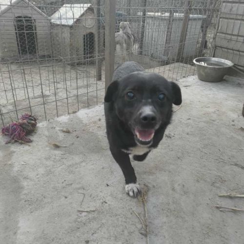 #BE2514031 - Sperito, chien croisé à adopter – AnimalWeb Belgique