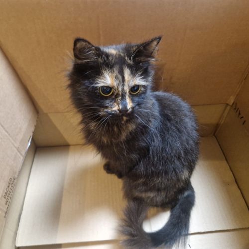 PERDUE A SAINT-GHISLAIN GRAND RUE