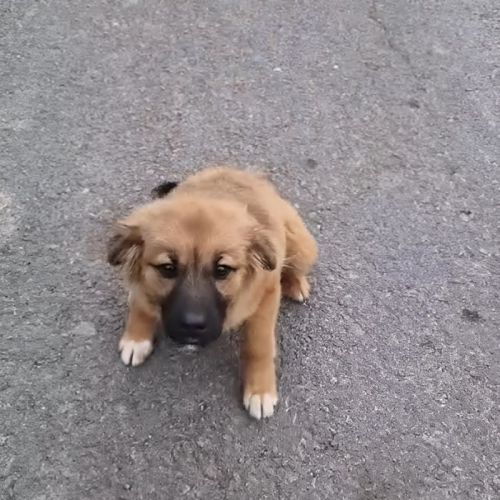 #BE2514036 - Terra, chien croisé à adopter – AnimalWeb Belgique