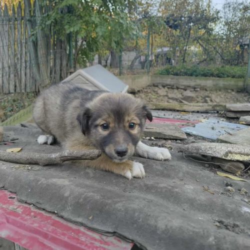 #BE2514037 - Switch, chien croisé à adopter – AnimalWeb Belgique