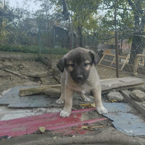 #BE2514038 - Mira, chien croisé à adopter – AnimalWeb Belgique