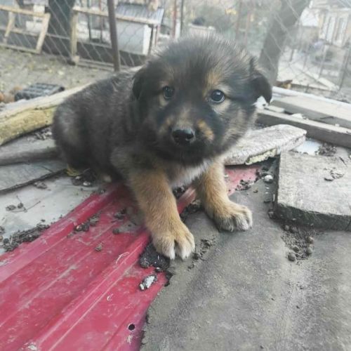 #BE2514039 - Shako, chien croisé à adopter – AnimalWeb Belgique