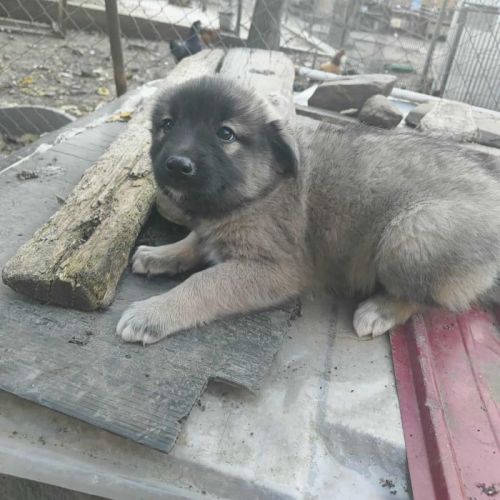 #BE2514040 - Silky, chien croisé à adopter – AnimalWeb Belgique