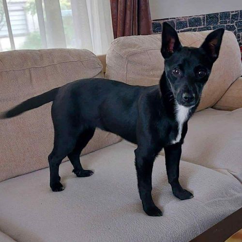 #BE2514041 - Bambi, chien croisé à adopter – AnimalWeb​