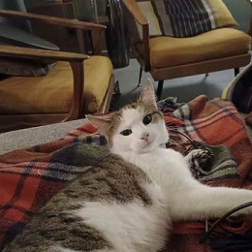 #BE2514043 - Mouriska, chat perdu à Liège - AnimalWeb Belgique