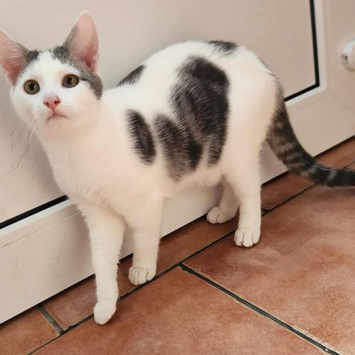 #BE2514044 - Bandit, chat à adopter à Leuze-en-Hainaut - AnimalWeb Bel #BE2514044 - Bandit, chat à adopter à Leuze-en-Hainaut - AnimalWeb Bel