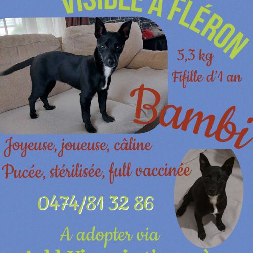 #BE2514045 - Bambi, chien croisé à adopter – AnimalWeb #BE2514045 - Bambi, chien croisé à adopter – AnimalWeb