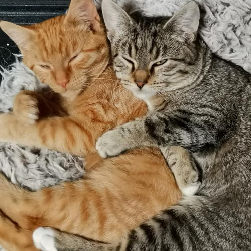 #BE2514046 - Jafar et Gaston, chats à adopter à Leuze-en-Hainaut - Ani #BE2514046 - Jafar et Gaston, chats à adopter à Leuze-en-Hainaut - Ani