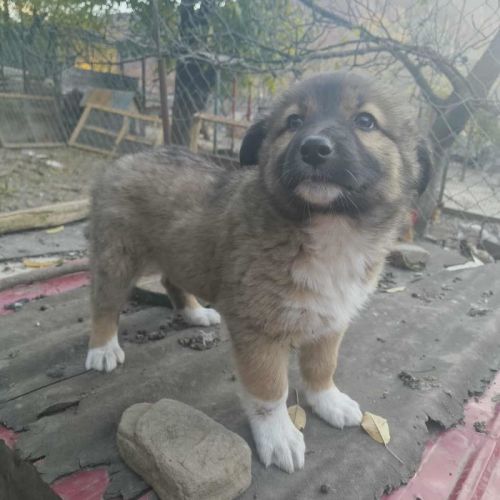 #BE2514048 - Sava, chien croisé à adopter – AnimalWeb Belgique #BE2514048 - Sava, chien croisé à adopter – AnimalWeb Belgique