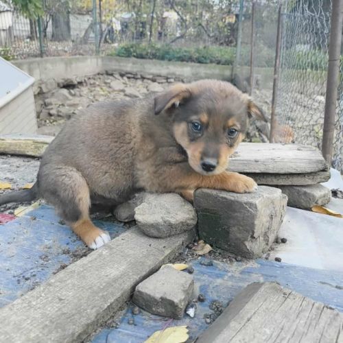 #BE2514049 - Skya, chien croisé à adopter – AnimalWeb Belgique #BE2514049 - Skya, chien croisé à adopter – AnimalWeb Belgique