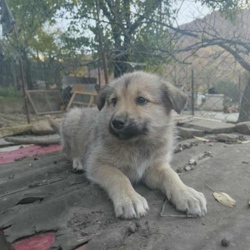 #BE2514050 - Samus, chien croisé à adopter – AnimalWeb Belgique #BE2514050 - Samus, chien croisé à adopter – AnimalWeb Belgique