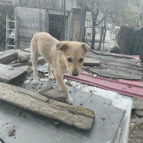 #BE2514051 - Ibyss, chien croisé à adopter – AnimalWeb Belgique #BE2514051 - Ibyss, chien croisé à adopter – AnimalWeb Belgique