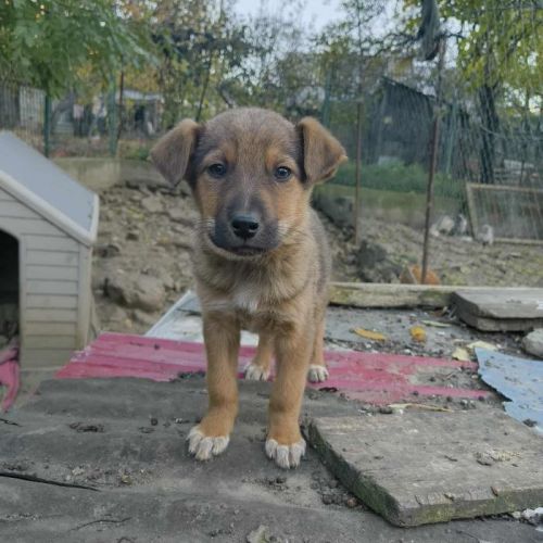 #BE2514052 - Smoky, chien croisé à adopter – AnimalWeb Belgique #BE2514052 - Smoky, chien croisé à adopter – AnimalWeb Belgique