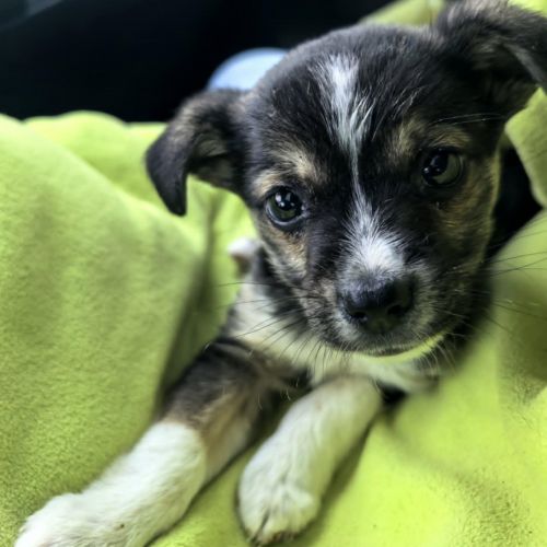 #BE2514054 - Gaby, chien croisé à adopter – AnimalWeb #BE2514054 - Gaby, chien croisé à adopter – AnimalWeb