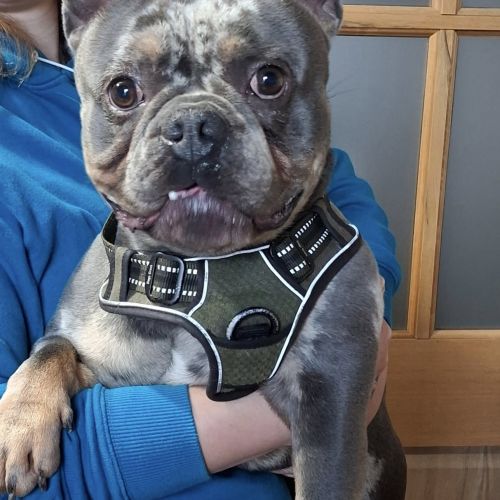 #BE2514055 - Adoptez Sven, un chien à Wiers – AnimalWeb #BE2514055 - Adoptez Sven, un chien à Wiers – AnimalWeb