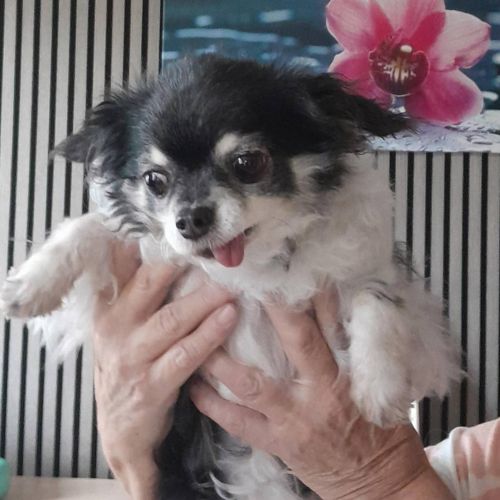 #BE2514056 - Adoptez Nina, un chien à Wiers – AnimalWeb #BE2514056 - Adoptez Nina, un chien à Wiers – AnimalWeb