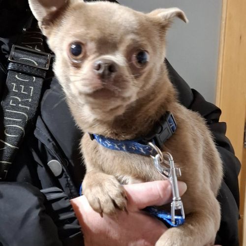 #BE2514057 - Adoptez Benny, un chien à Wiers – AnimalWeb #BE2514057 - Adoptez Benny, un chien à Wiers – AnimalWeb