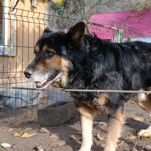 #BE2514059 - Osso, chien croisé à adopter – AnimalWeb Belgique
