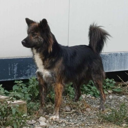 #BE2514060 - Saiwa, chien croisé à adopter – AnimalWeb Belgique