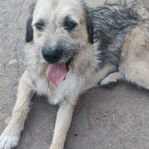 #BE2514061 - Sheldon, chien croisé à adopter – AnimalWeb Belgique