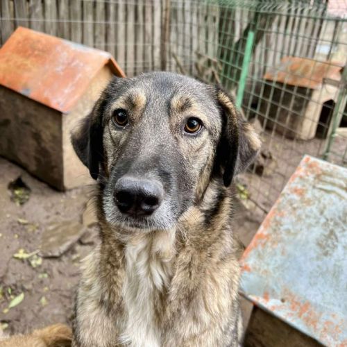 #BE2514062 - Simba, chien croisé à adopter – AnimalWeb Belgique