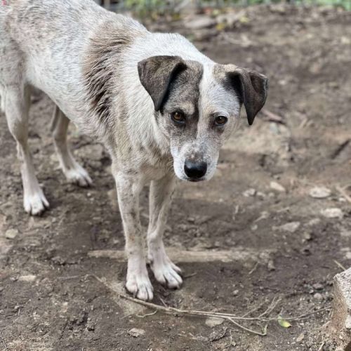 #BE2514063 - Stika, chien croisé à adopter – AnimalWeb Belgique