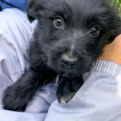 #BE2514064 - Raven, chien croisé à adopter – AnimalWeb​