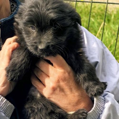 #BE2514065 - Smoky, chien croisé à adopter – AnimalWeb​