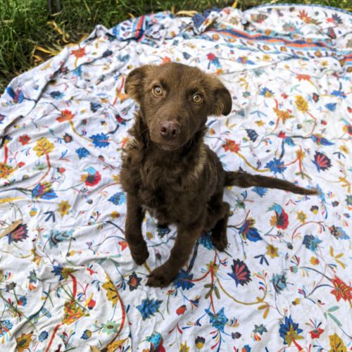 #BE2514066 - Choko, chien croisé à adopter – AnimalWeb​