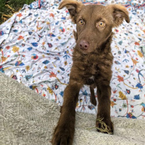 #BE2514067 - Choky, chien croisé à adopter – AnimalWeb​