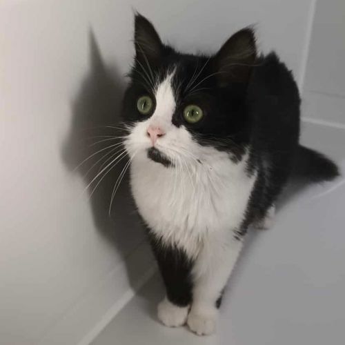 #BE2514068 - Jess, chat perdu à Isières - AnimalWeb Belgique