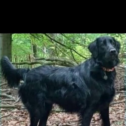 #BE2514069 - Umi, chien perdu à Jette - AnimalWeb Belgique