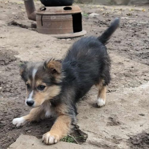 #BE2514070 - Bessie, chien croisé à adopter – AnimalWeb Belgique