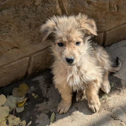 #BE2514071 - Brady, chien croisé à adopter – AnimalWeb Belgique