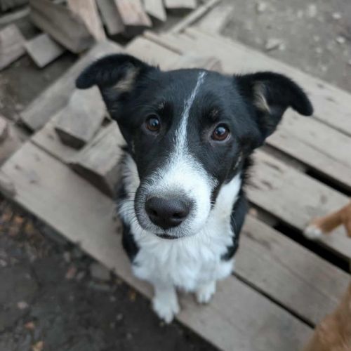 #BE2514072 - Zebra, chien croisé à adopter – AnimalWeb Belgique