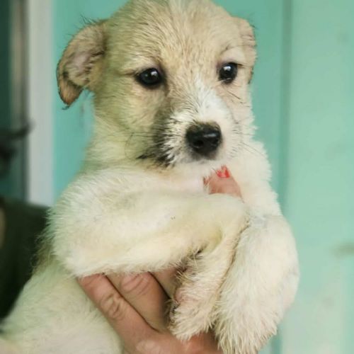 #BE2514074 - Zazou, chien croisé à adopter – AnimalWeb Belgique