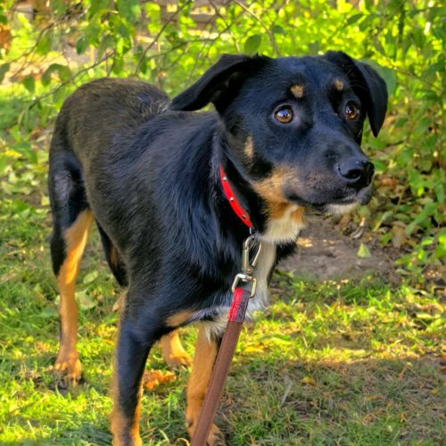 #BE2514075 - Fricel, chien croisé à adopter – AnimalWeb​