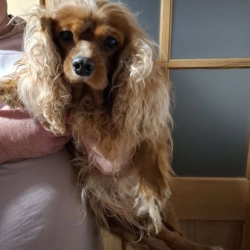 #BE2514076 - Adoptez Nala, un chien à Wiers – AnimalWeb​