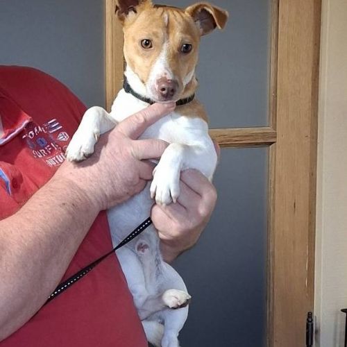 #BE2514077 - Adoptez Max, un chien à Wiers – AnimalWeb​