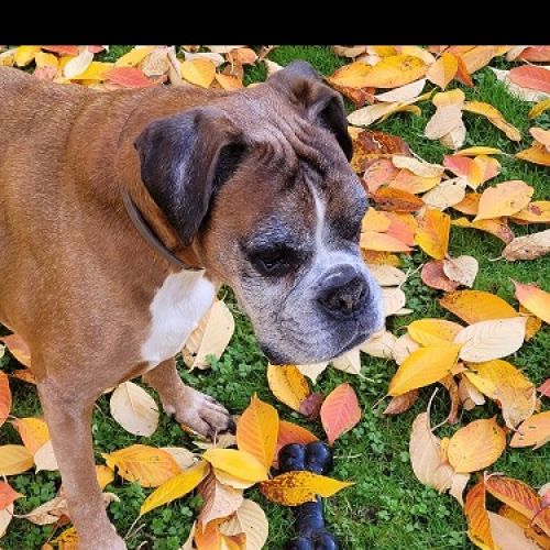 #BE2514078 - Rocky- Chien perdu à Sart-Dames-Avelines - AnimalWeb Belg