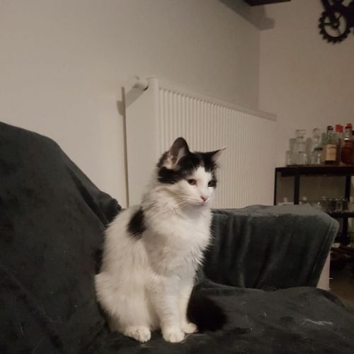 #BE2514079 - Titan, chat perdu à Neuville-en-Condroz - AnimalWeb Belgi #BE2514079 - Titan, chat perdu à Neuville-en-Condroz - AnimalWeb Belgi