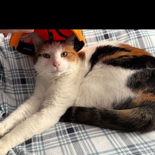 #BE2514080 - Pulgi, chat perdu à Sint-Joost-Ten-Noode - AnimalWeb Belg