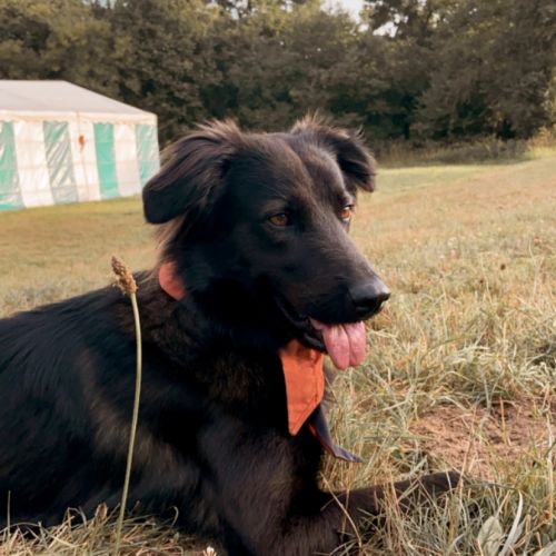 #BE2514081 - Balto, chien perdu à Waterloo - AnimalWeb Belgique