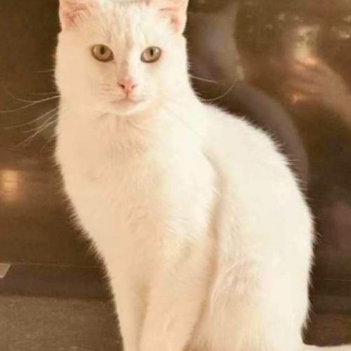 #BE2514082 - Chat à Adopter