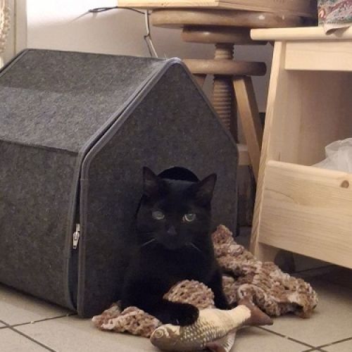 #BE2514084 - Peter, chat perdu à Ath - AnimalWeb Belgique