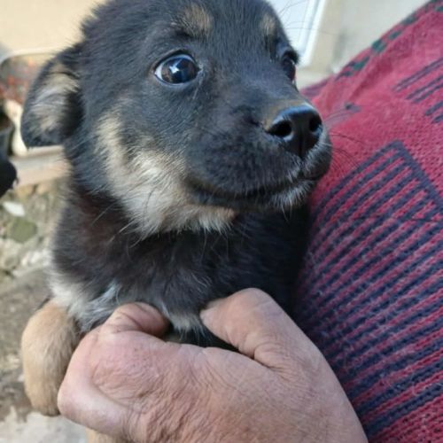 ZAZZ - CHIENNE À ADOPTER - HAPPY TOGETHER