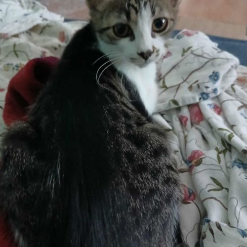 JULIETTE - CHATTE À ADOPTER - HAPPY TOGETHER