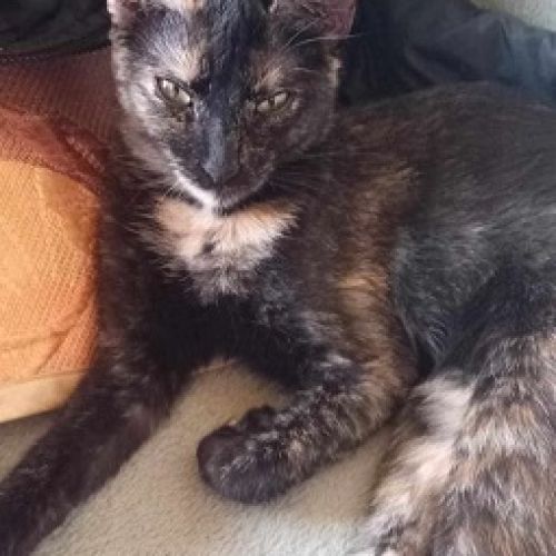 #BE2514088 - Kaya, chat de gouttière à adopter – AnimalWeb Belgique